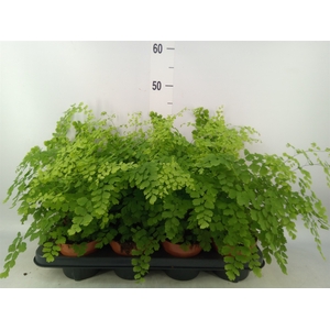 Adiantum raddi. 'Fragrans'