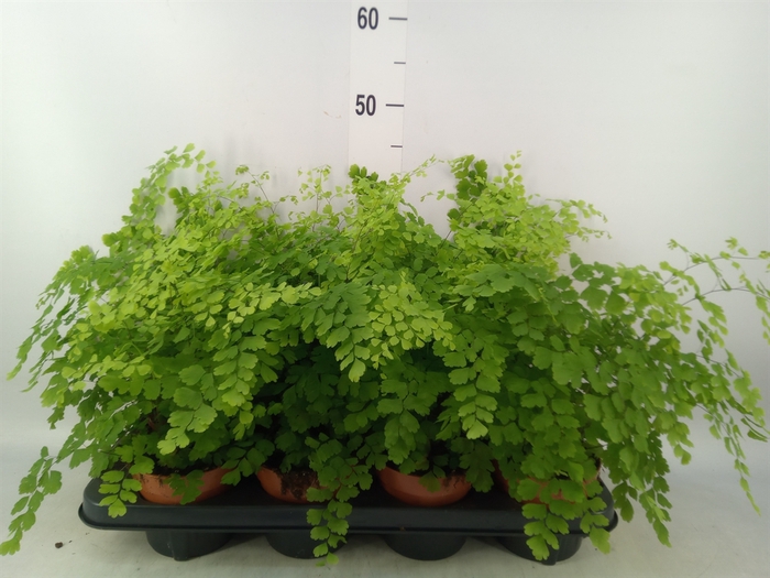 <h4>Adiantum raddi. 'Fragrans'</h4>