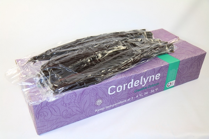 <h4>Cordyline Black Tie VP</h4>