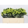 Hypericum Smiley Romance