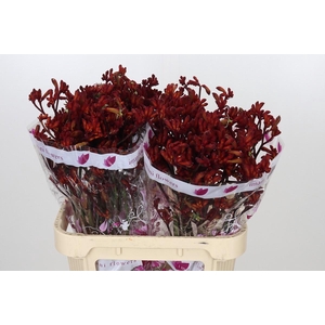 Anigozanthos Early Spring