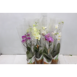 PHALAENOPSIS MINI P09 PERFILHADA