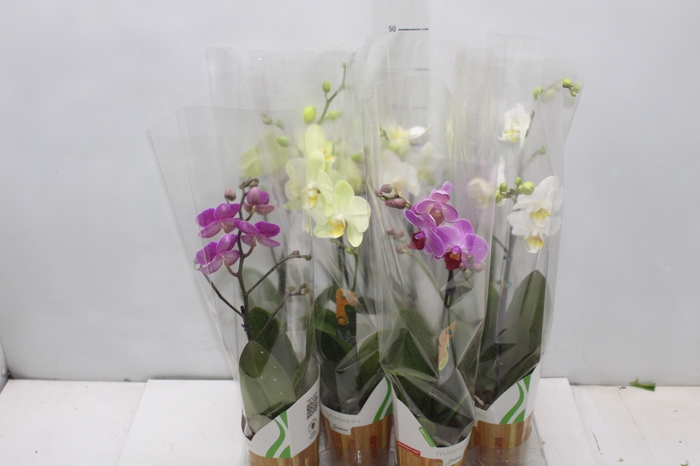 <h4>PHALAENOPSIS MINI P09 PERFILHADA</h4>
