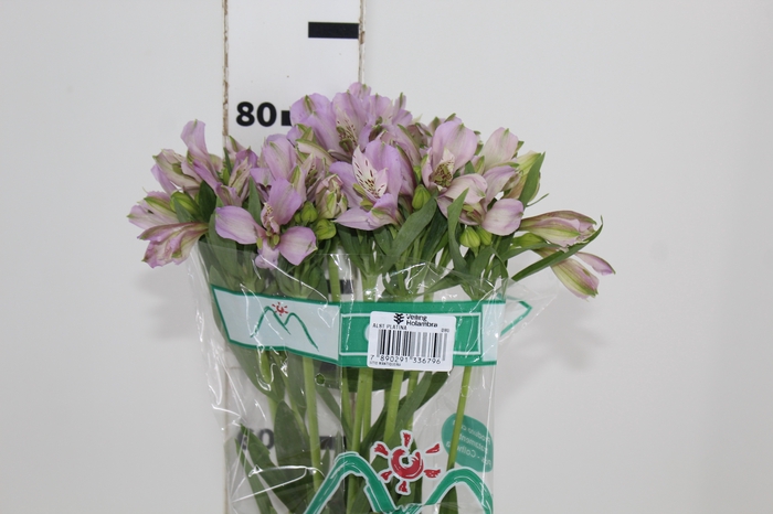 <h4>ALSTROEMERIA PLATINA 080 CM</h4>