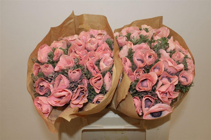 <h4>Anem Marianne Powder Salmon</h4>