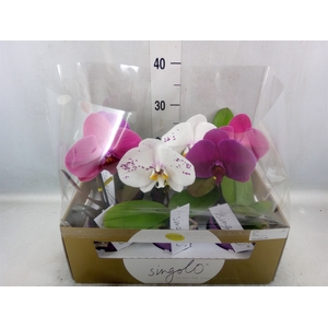 Phalaenopsis   ...mix