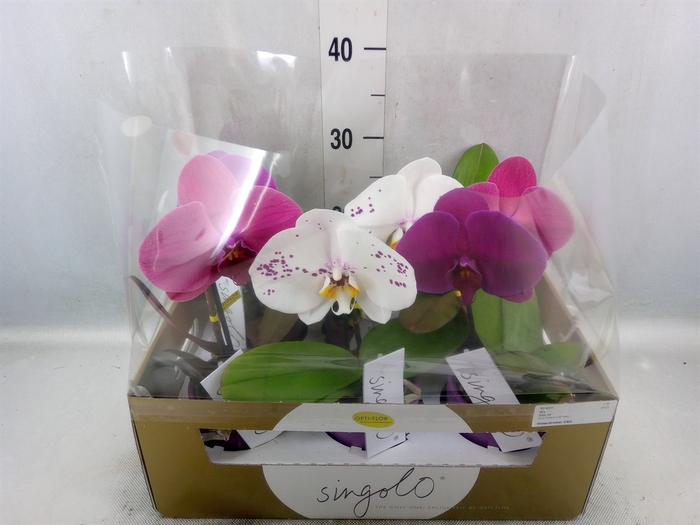 Phalaenopsis   ...mix