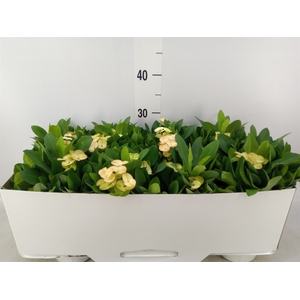 Euphorbia milii 'Neptunus'