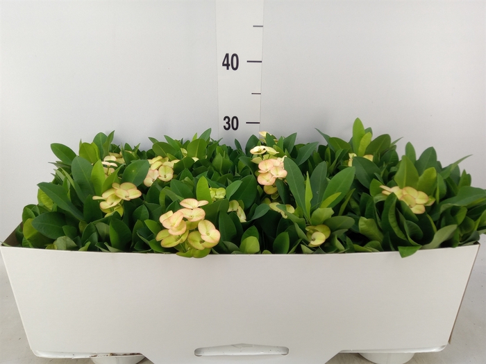 <h4>Euphorbia milii 'Neptunus'</h4>