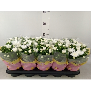 Chrysanthemum  'Brave'
