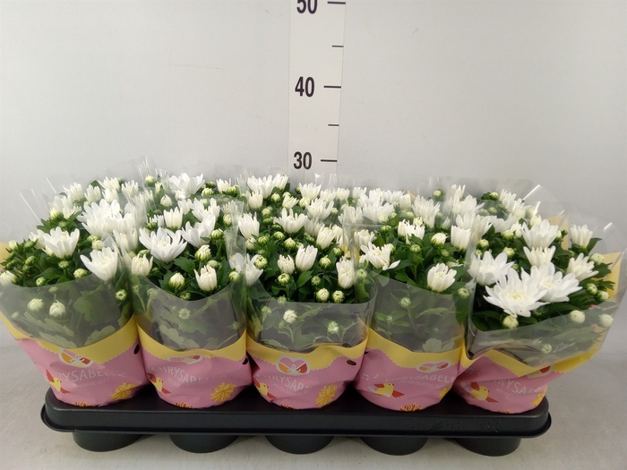 <h4>Chrysanthemum  'Brave'</h4>