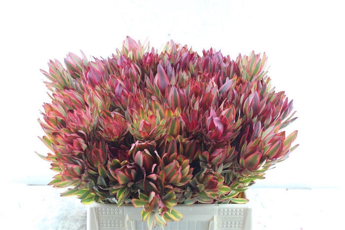 <h4>Leucad Jester Xl</h4>