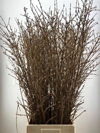 <h4>Forsythia Stems</h4>