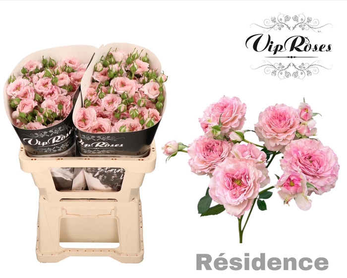 <h4>R TR RESIDENCE!</h4>