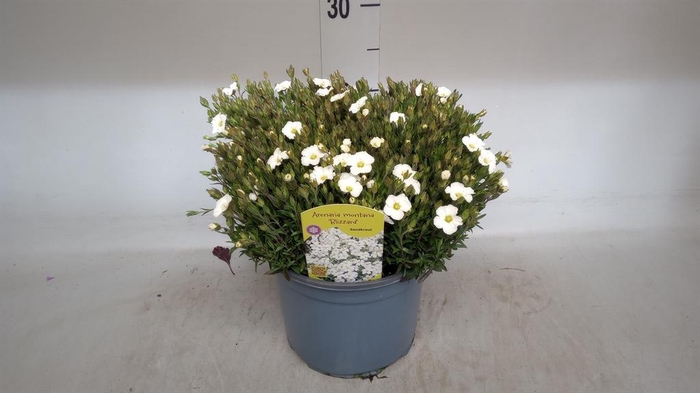 <h4>Arenaria montana</h4>