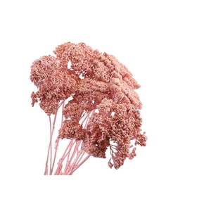 Achillea Pink Wash