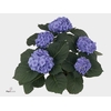 Hydr Bela Blue Intense Flower