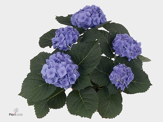 Hydr Bela Blue Intense Flower