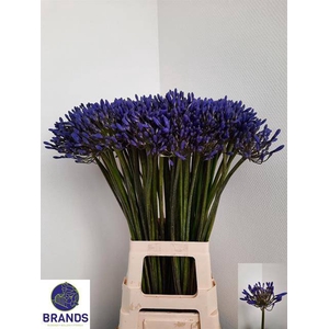 Agapanthus dr brouwer