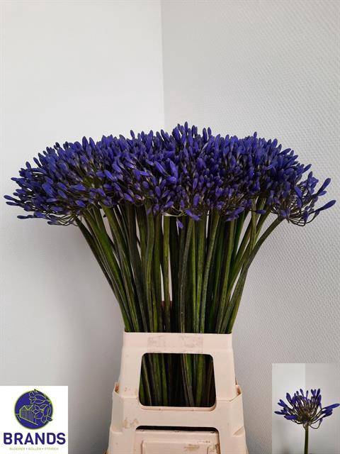 <h4>Agapanthus dr brouwer</h4>