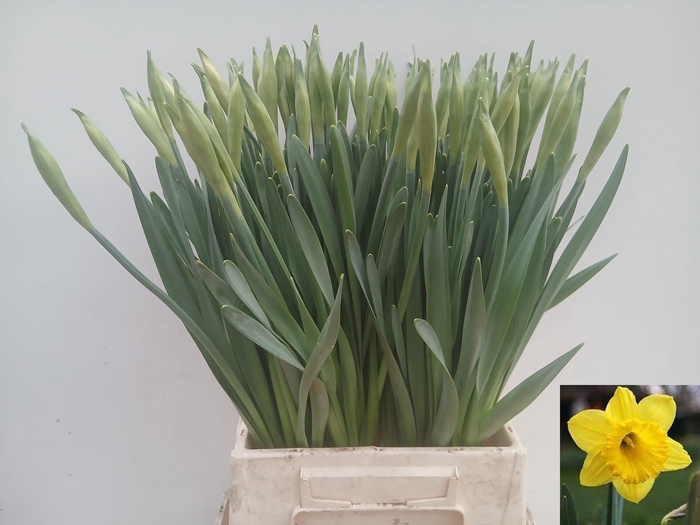 <h4>NARC G CARLTON</h4>