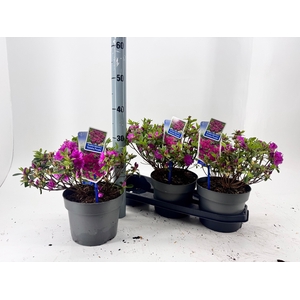 RHOD JA GEISHA PURPL