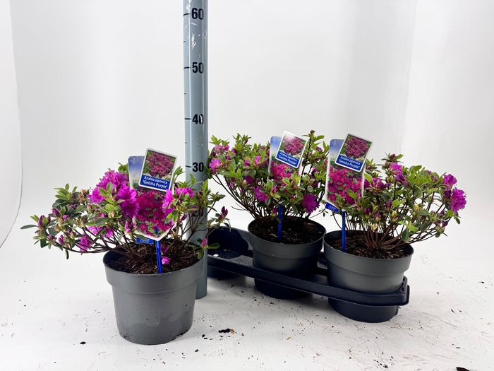 <h4>RHOD JA GEISHA PURPL</h4>