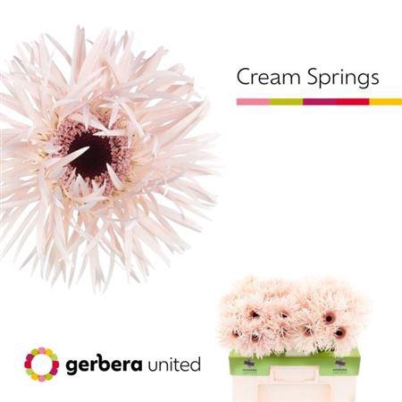 <h4>Ge Gr Spi Cream Springs</h4>