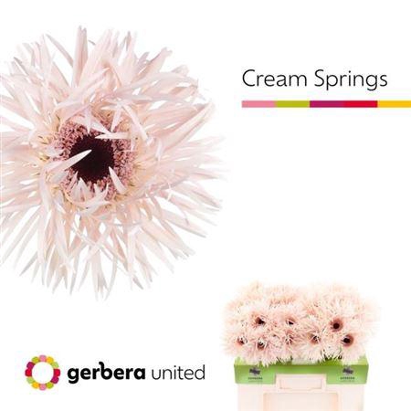 <h4>Ge Gr Spi Cream Springs</h4>