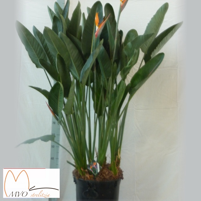 <h4>STRELITZIA REGIN BL</h4>