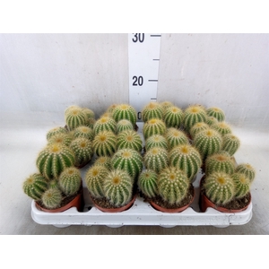 Parodia warasii