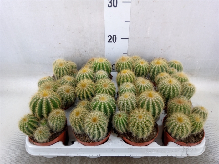 <h4>Parodia warasii</h4>