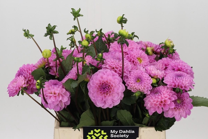 <h4>Dahlia Wizard of Oz</h4>