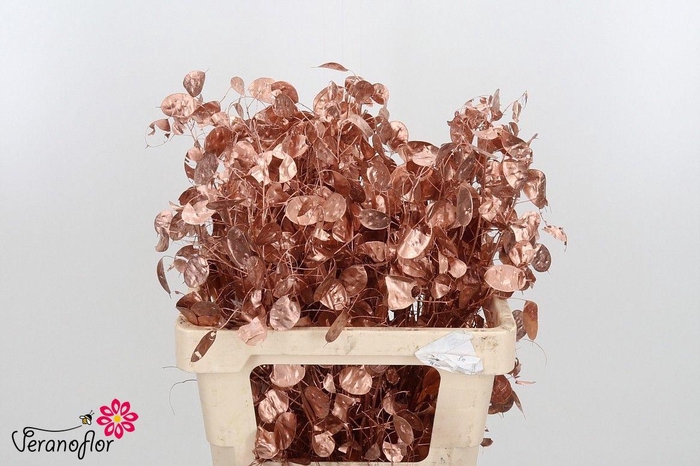 <h4>SNIJBL OV KLB H% BS</h4>