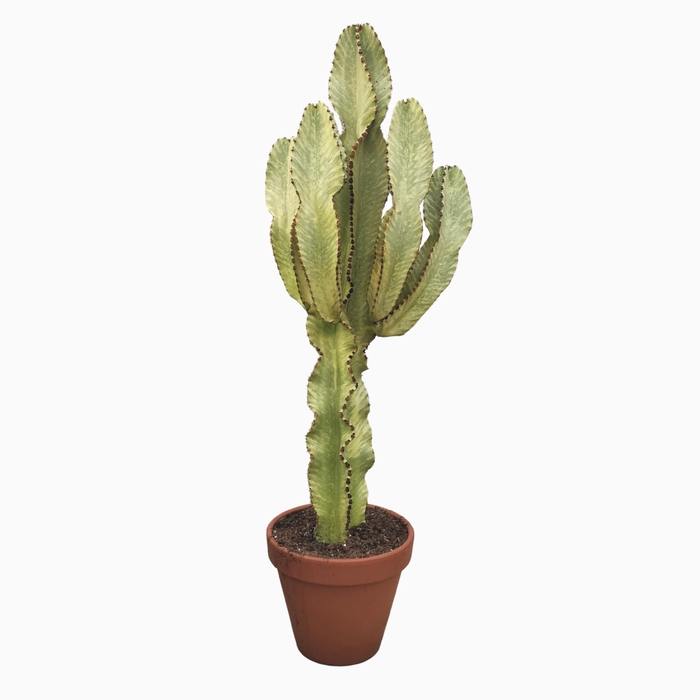 <h4>Euphorbia ingens Variegata</h4>