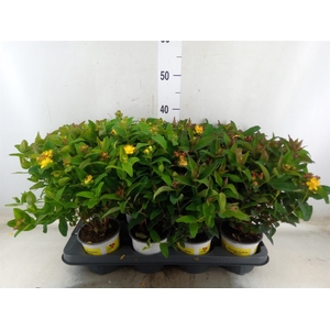 Hypericum inod.