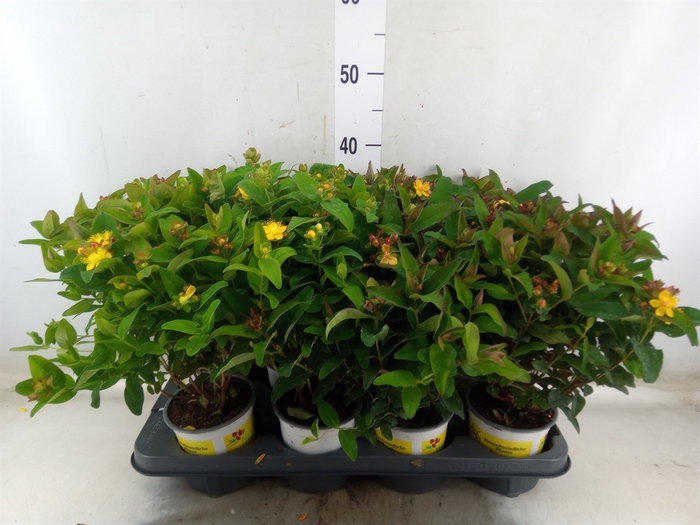 <h4>Hypericum inod.</h4>