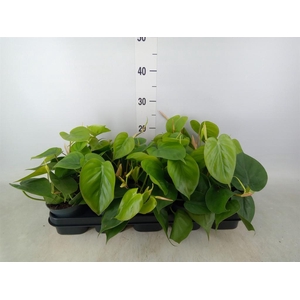 Philodendron scand.