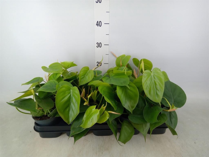 <h4>Philodendron scand.</h4>