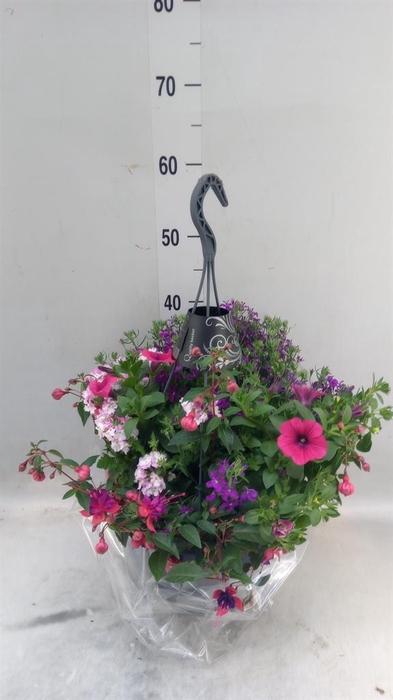 <h4>Hanging plant   ...</h4>