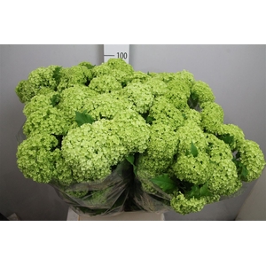 Viburnum Roseum St 4 Bal