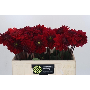 Dahlia Heatwave