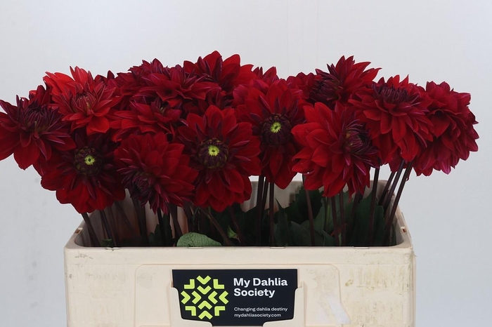 <h4>Dahlia Heatwave</h4>