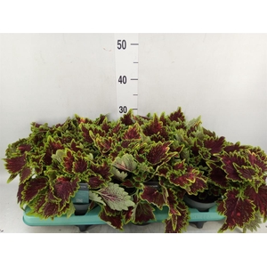 Plectranthus col. 'MSt Bourbon Str'