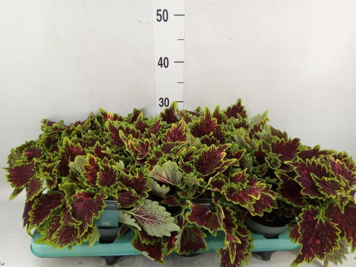 <h4>Plectranthus col. 'MSt Bourbon Str'</h4>