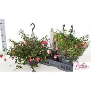 FUCHSIA EL CAMINO