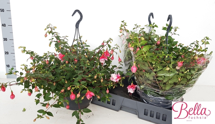 <h4>FUCHSIA EL CAMINO</h4>