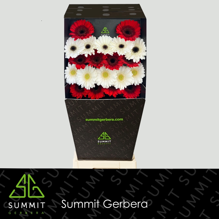 <h4>Germini Mix 4 kleuren Diamond</h4>