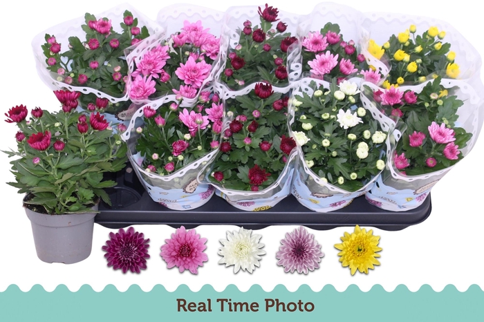 <h4>CHRYS GEVULDBL GEM</h4>