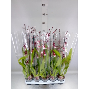 xMiltonidium  'Renaissance Grandeu'